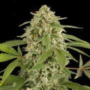 White Widow Auto Autoflowering cannabis flower bud by Seed Stockers