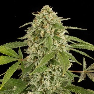 White Widow Auto Autoflowering cannabis flower bud by Seed Stockers