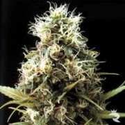 African Buzz Regular cannabis flower bud by Seedsman