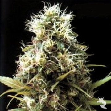 African Buzz Regular cannabis flower bud by Seedsman
