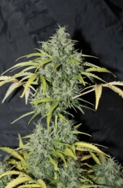 Amnesia Regular cannabis flower bud by Seedsman