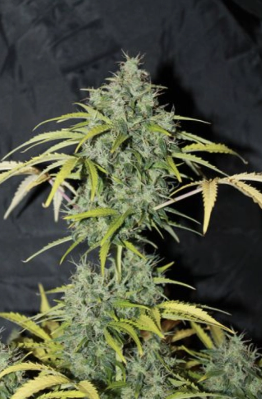 Amnesia – Seedsman – Regular