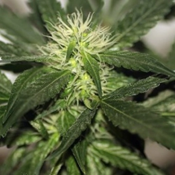 Ata Tundra Regular cannabis flower bud by Seedsman