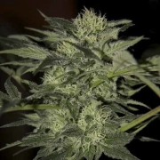 Auto Blue Autoflowering cannabis flower bud by Seedsman