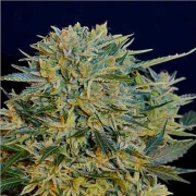 Auto CBD Sugar Gom Autoflowering cannabis flower bud by Seedsman