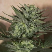 Auto Great White Autoflowering cannabis flower bud by Seedsman