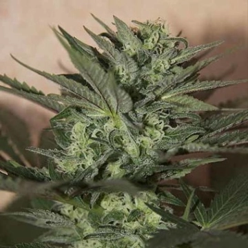 Auto Great White Autoflowering cannabis flower bud by Seedsman