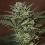 Auto Mini Gun Autoflowering cannabis flower bud by Seedsman