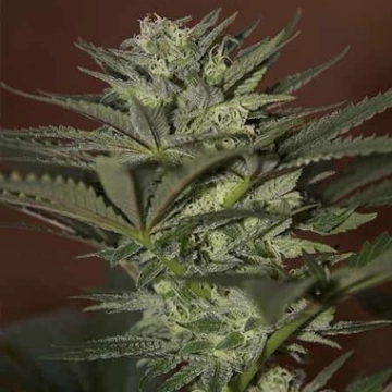 Auto Mini Gun Autoflowering cannabis flower bud by Seedsman