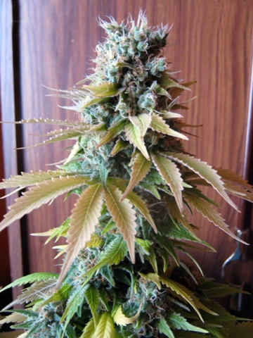 Blueberry Feminized cannabis flower bud by Seedsman