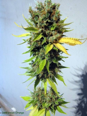California Orange Feminized cannabis flower bud by Seedsman