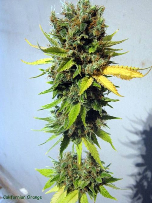 California Orange – Seedsman – Feminized