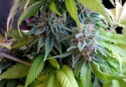 Candy Cream Feminized cannabis flower bud by Seedsman