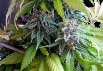 Candy Cream Feminized cannabis flower bud by Seedsman