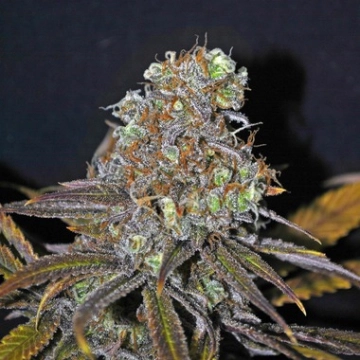 CBD Critical Mass Feminized cannabis flower bud by Seedsman