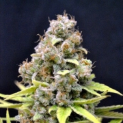 CBD Shark Shock Feminized cannabis flower bud by Seedsman