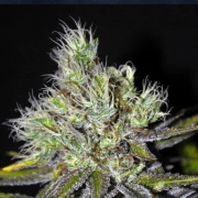 CBD Sweet 'N Sour Widow Regular cannabis flower bud by Seedsman