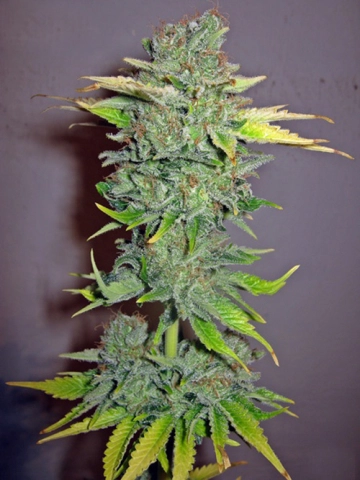 Cheese Feminised Feminized cannabis flower bud by Seedsman