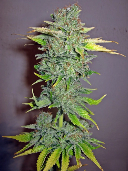 Cheese Feminised – Seedsman – Feminized
