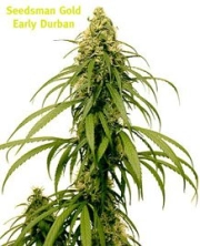Early Durban Regular cannabis flower bud by Seedsman