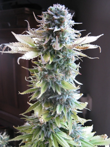 Early Skunk Feminized cannabis flower bud by Seedsman