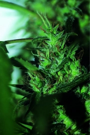 Hash Passion Regular cannabis flower bud by Seedsman