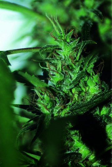 Hash Passion Regular cannabis flower bud by Seedsman
