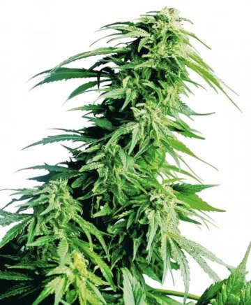 Hindu Kush Regular cannabis flower bud by Seedsman