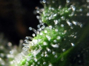 Jack Herrer Feminized cannabis flower bud by Seedsman