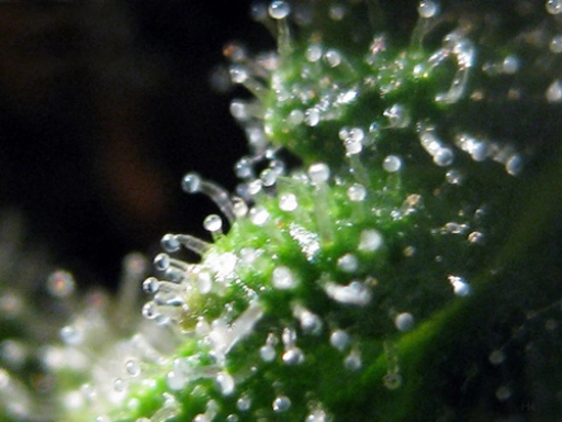 Jack Herrer – Seedsman – Feminized
