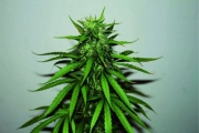 Jungle Wreck Regular cannabis flower bud by Seedsman