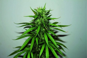 Jungle Wreck Regular cannabis flower bud by Seedsman
