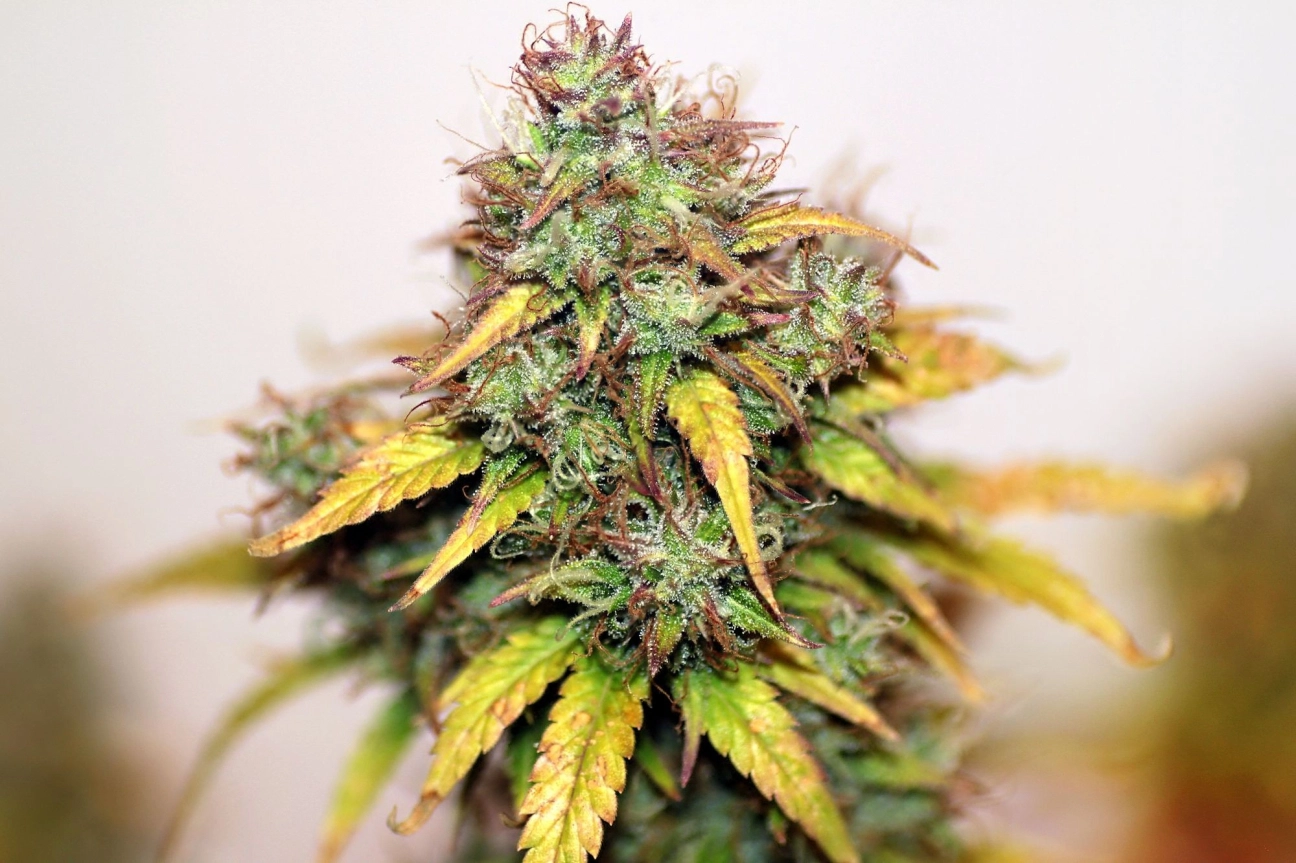 Kush Auto – Seedsman – Autoflowering
