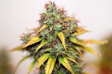 Kush Auto Autoflowering cannabis flower bud by Seedsman