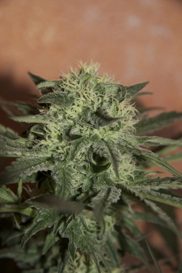 Lemon Auto Autoflowering cannabis flower bud by Seedsman