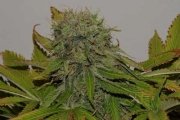 Mama Mia Feminized cannabis flower bud by Seedsman