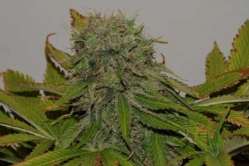 Mama Mia Feminized cannabis flower bud by Seedsman