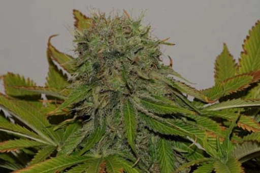 Mama Mia – Seedsman – Feminized
