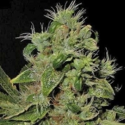 Mazari Feminized cannabis flower bud by Seedsman