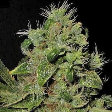 Mazari Feminized cannabis flower bud by Seedsman