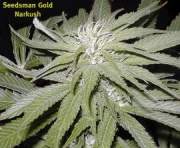 Narkush Regular cannabis flower bud by Seedsman