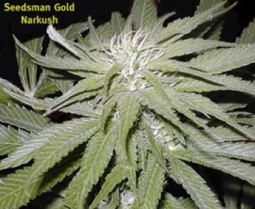 Narkush Regular cannabis flower bud by Seedsman