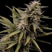 Nemesis Feminized cannabis flower bud by Seedsman