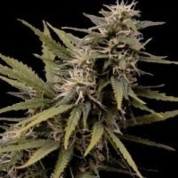 Nemesis Feminized cannabis flower bud by Seedsman