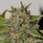 Northern Soul Feminized cannabis flower bud by Seedsman