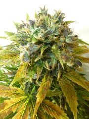 ONYX Auto Autoflowering cannabis flower bud by Seedsman