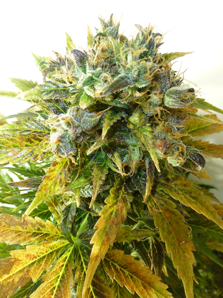 ONYX Auto – Seedsman – Autoflowering