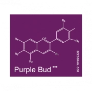 Purple Bud Regular cannabis flower bud by Seedsman