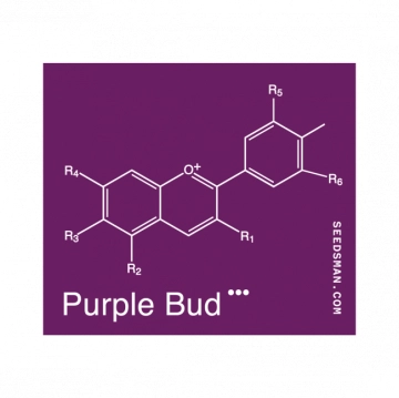 Purple Bud Regular cannabis flower bud by Seedsman