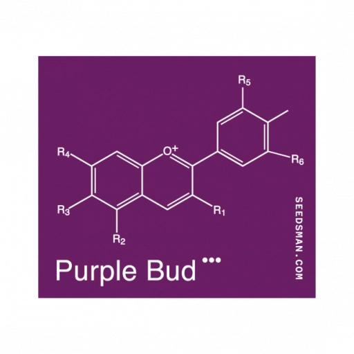 Purple Bud – Seedsman – Regular